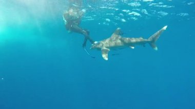 Okyanus beyaz uçlu köpekbalığı, Carcharhinus longimanus.