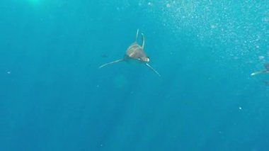 Okyanus beyaz uçlu köpekbalığı, Carcharhinus longimanus.