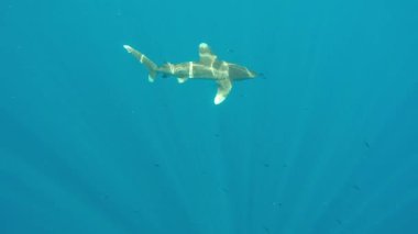 Okyanus beyaz uçlu köpekbalığı, Carcharhinus longimanus.