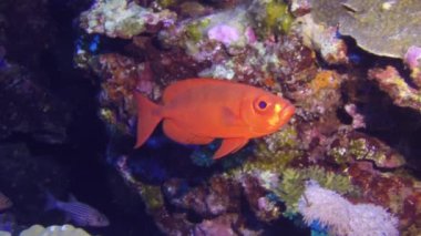 Moontail Bullseye Priacanthus hamrur Kızıl Deniz 'de, Mısır' da.