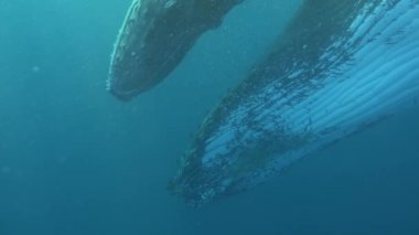 Genç kambur balina, annesiyle birlikte Reunion Adası 'ndaki okyanusun altında..
