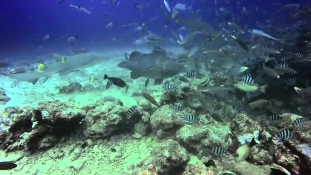 Mergulhador alimenta tubarão no oceano subaquático de Fiji. — Vídeo de Stock