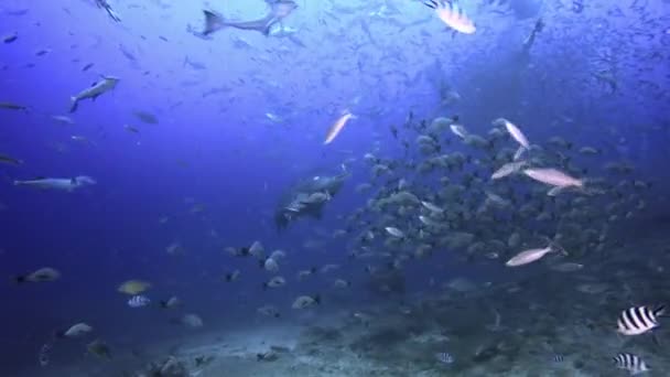 School van vissen in de Stille Oceaan. — Stockvideo