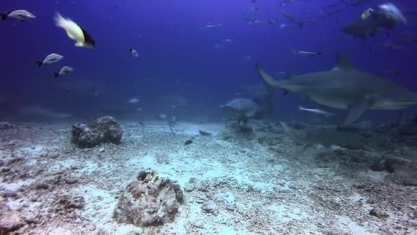 Weißflossenhai schwimmt nahe Kamera im Unterwassermeer von Fidschi. — Stockvideo
