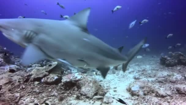 ホワイトフィッシュ・グレイ・シャークは、フィジーの水中の海でカメラを覗き込む。. — ストック動画
