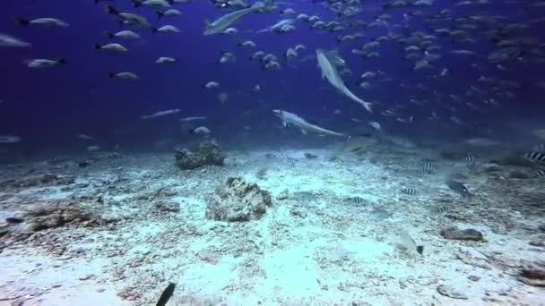 Rekiny w podwodnym oceanie Fidżi. — Wideo stockowe