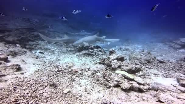 Groep haaien jaagt op vissen onderwater oceaan van Fiji. — Stockvideo