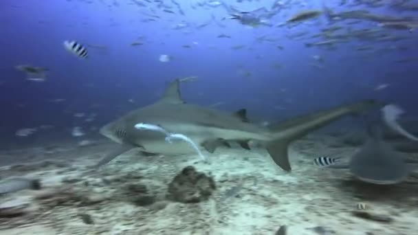 Grupo de tubarões está caçando peixes oceano subaquático de Fiji. — Vídeo de Stock