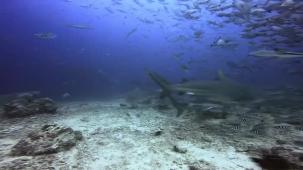 Buceador en la escuela de tiburones y peces océano submarino de Fiyi. — Vídeos de Stock