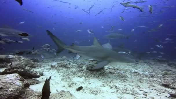 Fischschwärme und Gruppenhaie unter dem Ozean von Fidschi. — Stockvideo