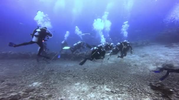 Ο δύτης ταΐζει καρχαρίες με τα χέρια στον υποβρύχιο ωκεανό των Φίτζι. — Αρχείο Βίντεο