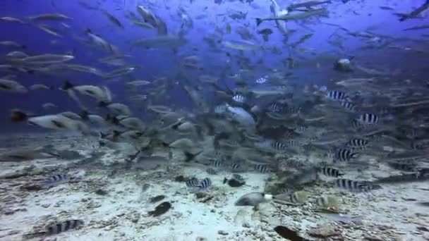 Hai schnappte sich Fisch unter Fidschi-See. — Stockvideo