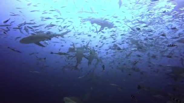 El buzo alimenta a los tiburones con las manos en el océano submarino de Fiji. — Vídeo de stock