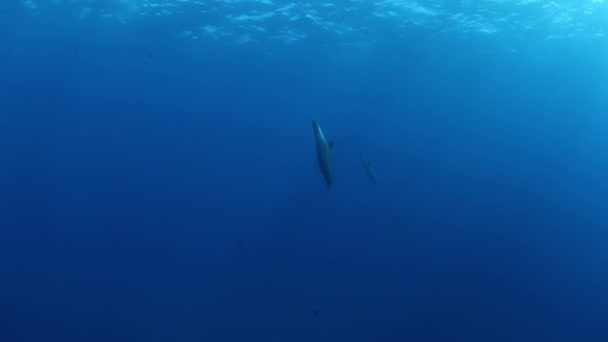 Школа дельфинов на синем фоне моря под водой в поисках пищи. — стоковое видео