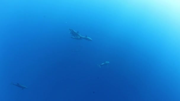 Škola delfínů na modrém pozadí moře pod vodou při hledání potravy. — Stock video