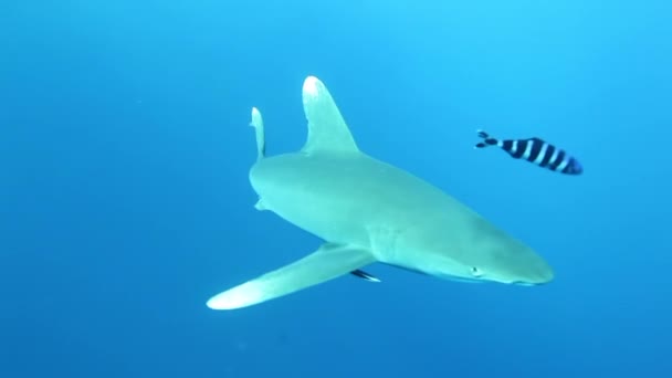 이집트의 홍해 수면에서 헤엄치고 있는 펠라 그 롱기 마누스 상어 — 비디오