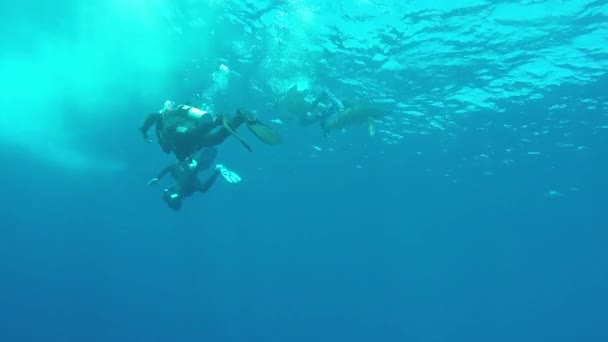 Ο ωκεάνιος λευκός καρχαρίας Carcharhinus longimanus. — Αρχείο Βίντεο