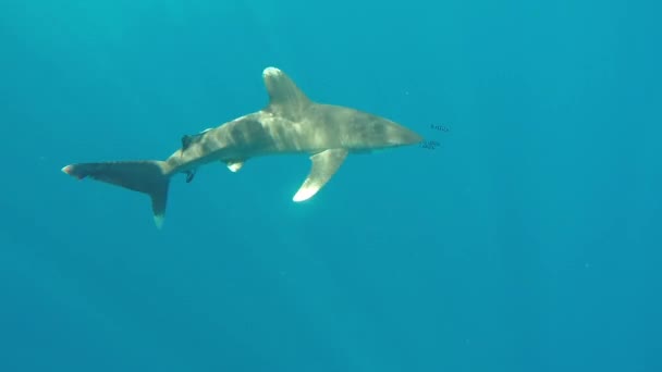 Океаническая белая акула, Carcharhinus longimanus. — стоковое видео