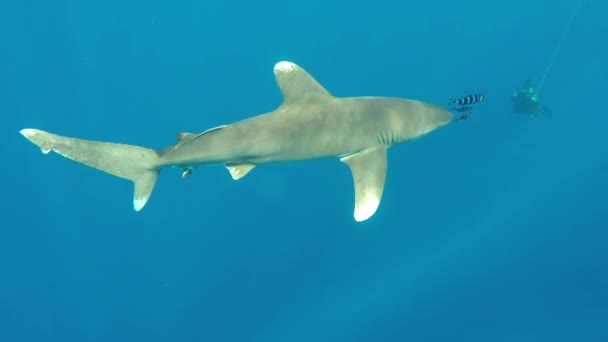 Vida selvagem submarina no Mar Vermelho Cena de luz de fundo Tubarão de ponta branca longimanus. — Vídeo de Stock