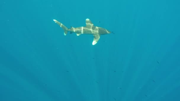 Az óceáni fehérfarkú cápa, Carcharhinus longimanus. — Stock videók
