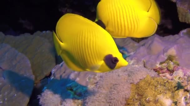 Färgglada exotiska fjärilsfiskar under vattnet på det tropiska korallrevet. — Stockvideo