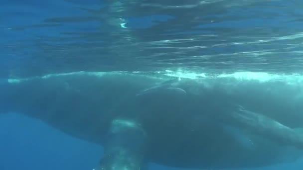 Familia de ballenas bajo el agua en el océano. — Vídeo de stock