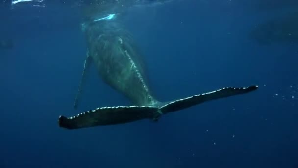 Víz alatti bálnák az óceánban. — Stock videók
