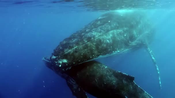 Abrazo suave de ternero de ballena joven con madre bajo el agua en el océano. — Vídeos de Stock