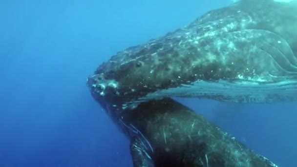 Abrazo suave de ternero de ballena joven con madre bajo el agua en el océano. — Vídeos de Stock