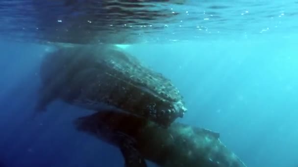 Gentle embrace of young whale calf with mother underwater in ocean. — Stock Video