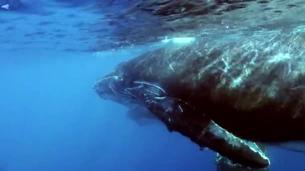 Whales underwater in ocean. — Stock Video