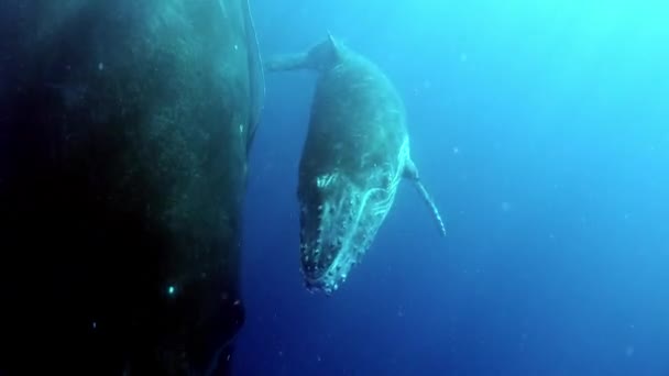 Bebé ballena jorobada Megaptera novaeangliae con madre bajo el agua en el océano. — Vídeo de stock