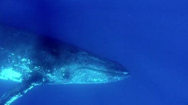 Okyanusun sualtı yaşamında kambur balinalar Megaptera novaeangliae.