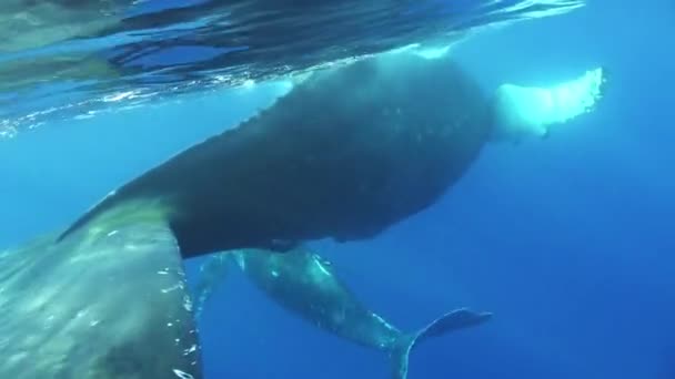 Μωρό φάλαινα με τη μητέρα υποβρύχια κοντά στην επιφάνεια του νερού στον ωκεανό. — Αρχείο Βίντεο