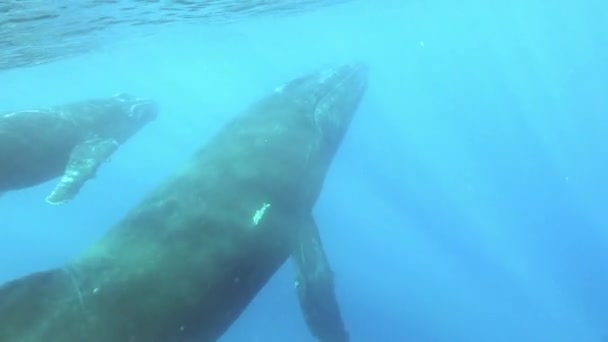 Jonge walvis kalf met moeder onderwater in zonnestralen oceaan. — Stockvideo