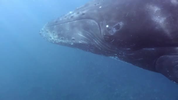 Ballenas jorobadas Megaptera novaeangliae en la vida marina submarina del océano. — Vídeos de Stock