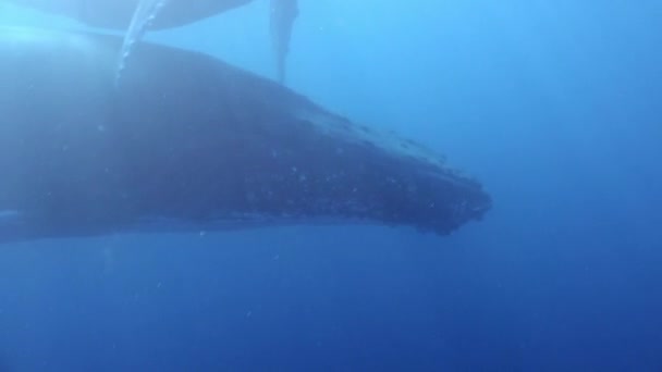 Семья китов под водой в океане. — стоковое видео