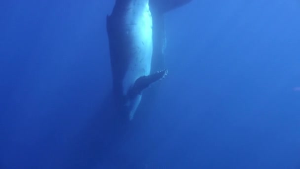 Baleias Humpback Megaptera novaeangliae na vida marinha subaquática do oceano. — Vídeo de Stock