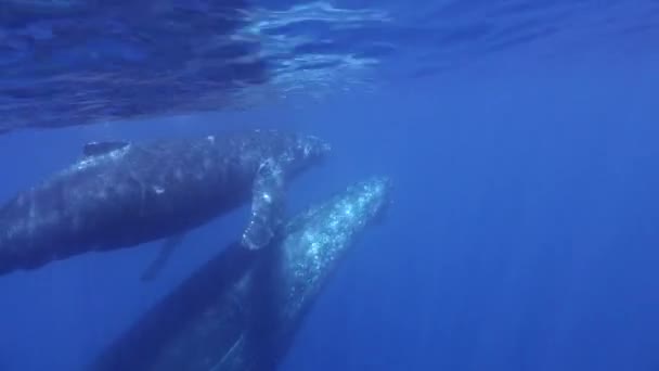 바다 속에 어미와 함께 있는 새끼 고래. — 비디오