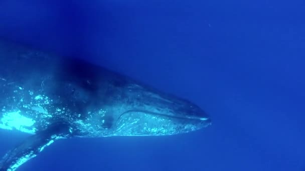 Ballenas jorobadas Megaptera novaeangliae en la vida marina submarina del océano. — Vídeo de stock