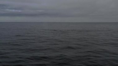 Balina yüzgeci Balaenoptera physalus 'un uçan çekimi