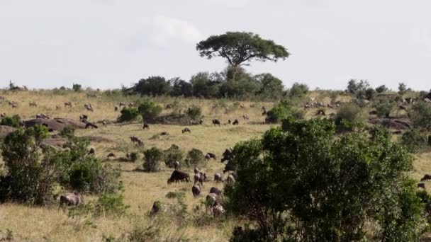 사바나에서 풀을 뜯고 있는 아프리카 부 살로스 떼. — 비디오