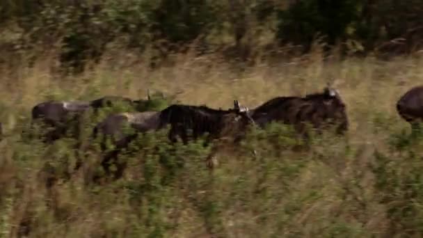 Een kudde Afrikaanse buffels rennend in een savanne. — Stockvideo
