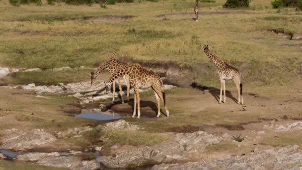 Jirafas pastando y bebiendo en un parque nacional. — Vídeo de stock