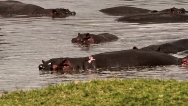 A group of hippos with birds on their backs. — Stock Video