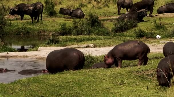 Een groep nijlpaarden en buffels luieren rond. — Stockvideo