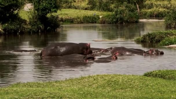 Eine Familie von Flusspferden schwimmt in einem See. — Stockvideo