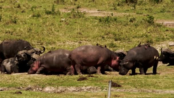 Skupina hrochů a buvolů lenošících kolem. — Stock video