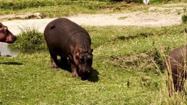 Een groep nijlpaarden en buffels luieren rond. — Stockvideo