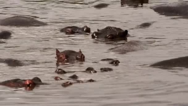 Une famille d'Hippos nageant dans un lac. — Video